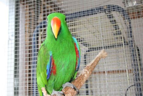 nemespapagaj_him.jpg
