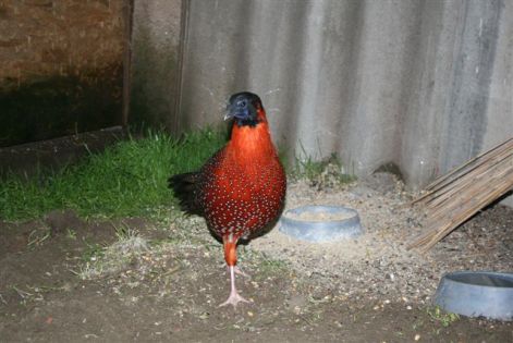 satyrtragopan_kakas....jpg