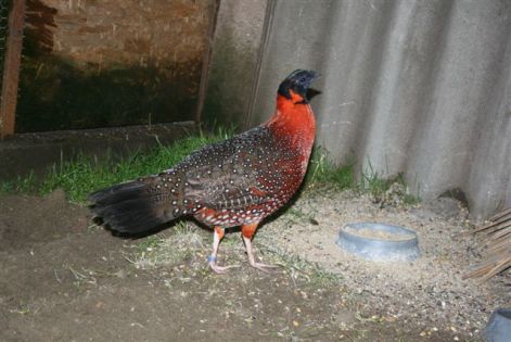 satyrtragopan_kakas...jpg