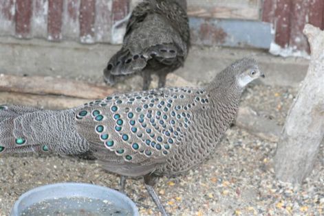 szurke_pavafacan3.jpg