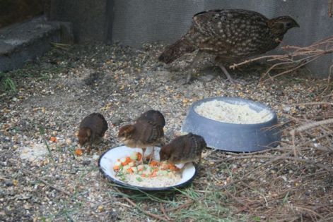 tragopan_csalad.jpg